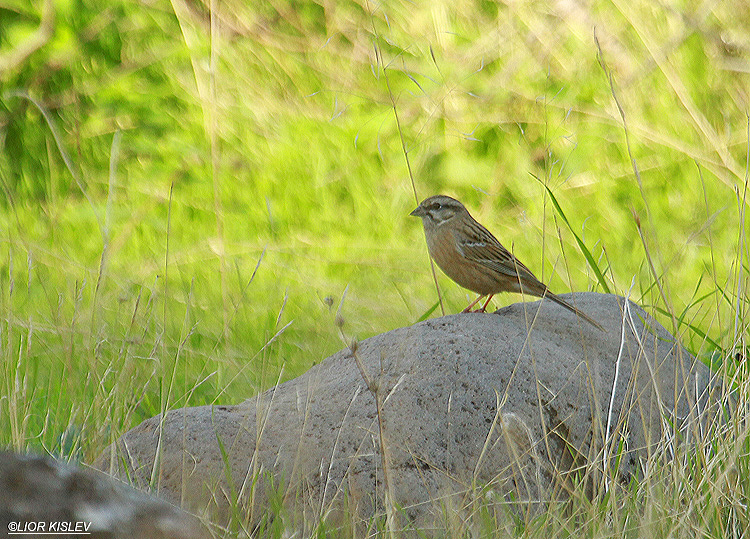 Rock Bunting  Emberiza cia  ,Wadi Samak ,Golan heights , December 2012